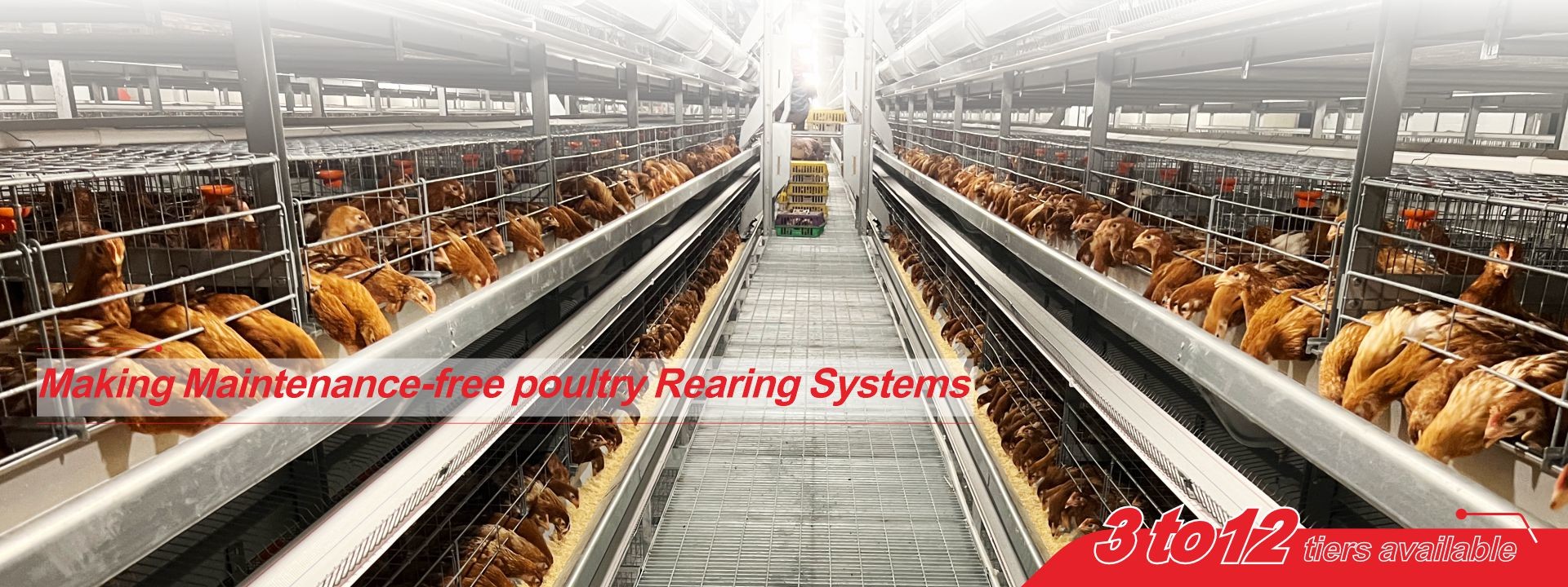 качество Система клеток для птицефабрик завод