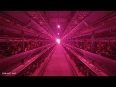 1800×600×450 мм H-тип Птичная батарея Клетка Система низкая скорость разрыва яиц для выращивания слоев