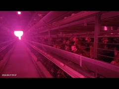 Большое пространство автоматическая система удаления навоза птицы для птицеводческой куриной батарейной клетки