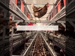 Многоярусная система без клеток со свободной платформой для передвижения