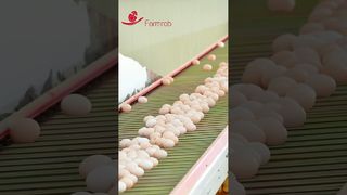 Фармроб | Стабильная система сбора яиц, разработанная и произведенная Farmrob #poultryfarm #chicken