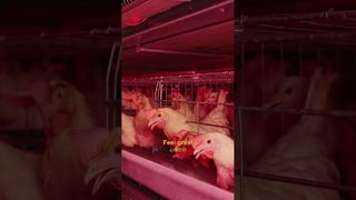 Фармроб | Счастливая жизнь кур #птицеферма #производство#