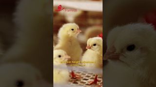 Фармроб | Автоматические системы кормления и поения молодок #фермерство #производство #птицеферма